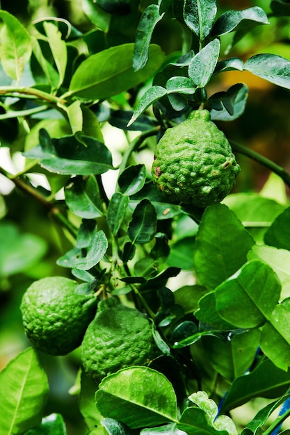 Bergamota en el árbol