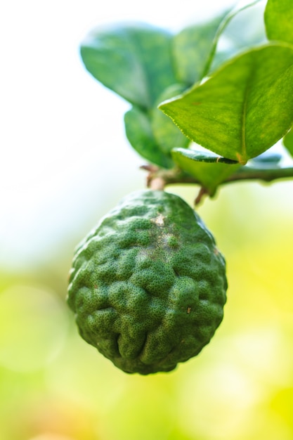 Bergamotte auf Baum