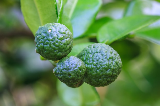 Bergamotte auf Baum