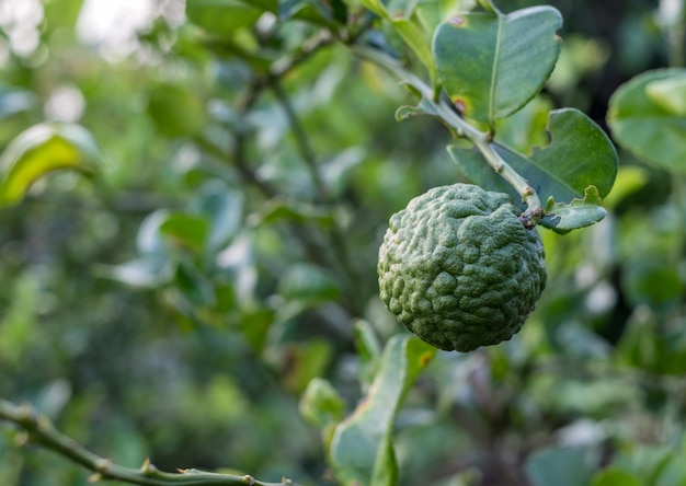 Bergamotte-Kaffir-Limettenfrucht, die auf dem Stamm in der Farm wächst