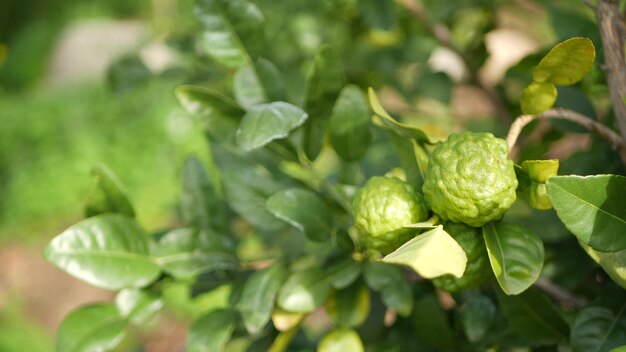 Bergamotte Zitrusfrüchte am Baum, Kalifornien USA. Orangen- und Zitronenhybrid im Garten. Grüne Frucht