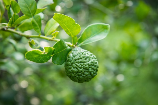 Bergamotten- und Bergamottenbaum im Garten