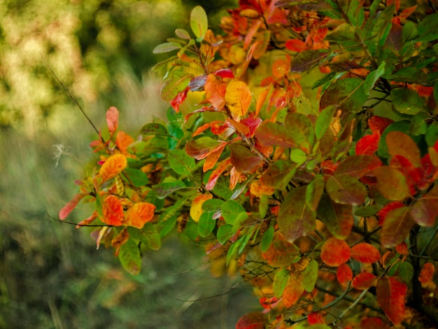 Übergang vom Sommer zum Herbst