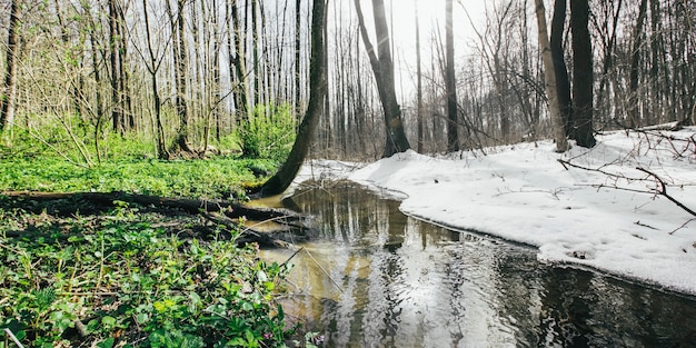 Übergangszeit im Wald vom Winter zum Sommerfrühling