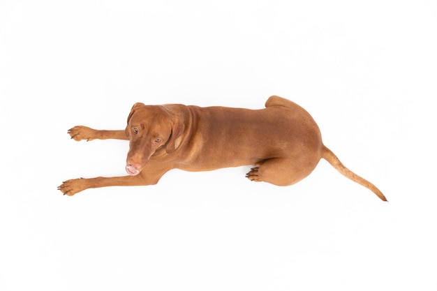 Bergansicht eines auf einem weißen Hintergrund liegenden weiblichen Hundes
