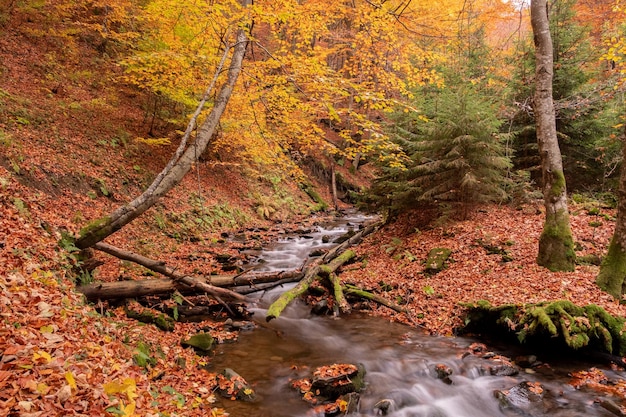 Foto bergbach fließt in den herbstwald waldbach in herbstlandschaft