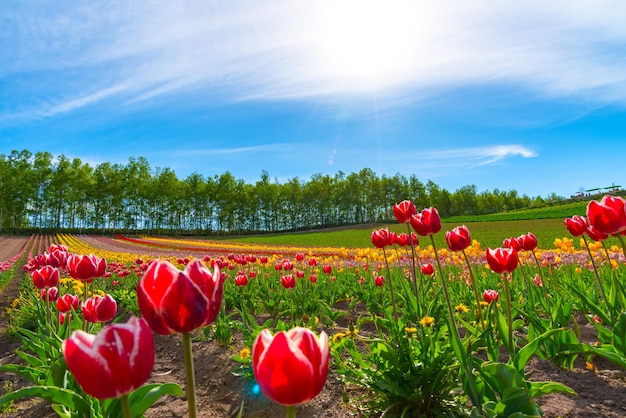 Bergbäume und Tulpenblumenfeld mit klarem blauem Himmel im Hintergrund an einem sonnigen Tag