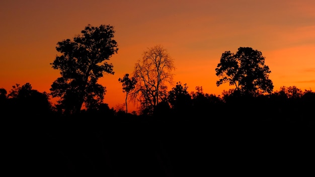 Bergbaumsilhouette nach Sonnenuntergang