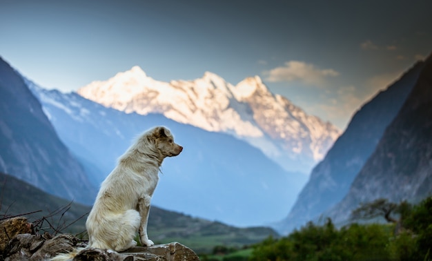 Bergbeobachtung mit Hund, Tusmtal, Nepal,