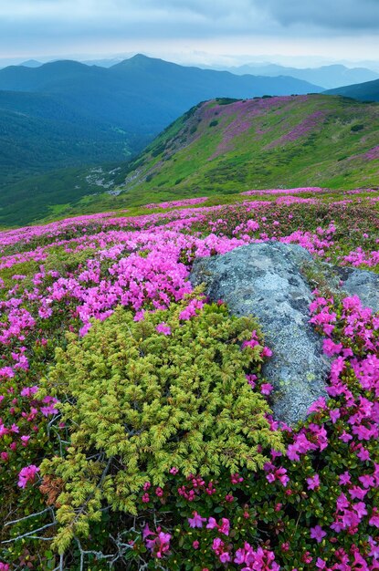 Bergblumen