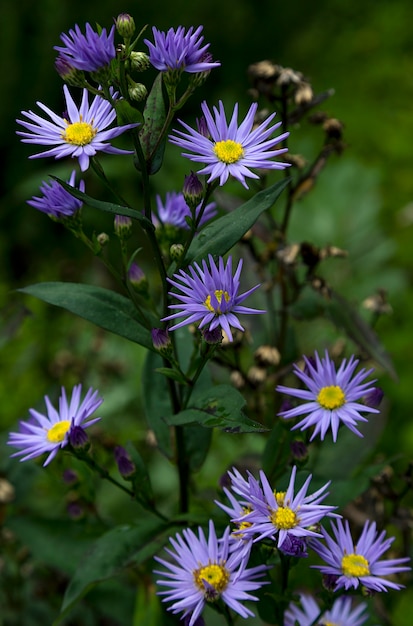 Bergblumen