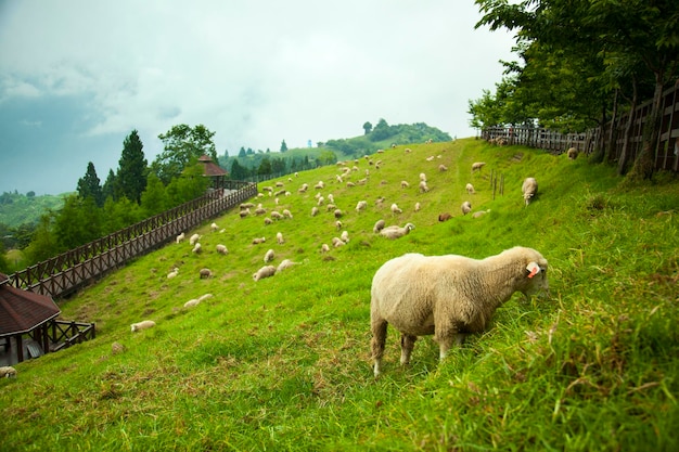 Berge Bauernhof Grünland niedliche Schafe essen
