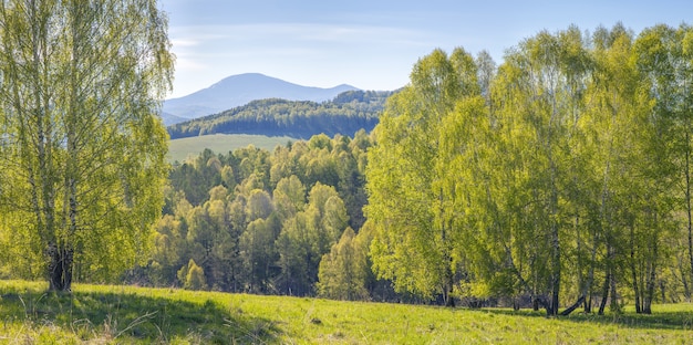 Berge bedeckt mit Wald, sommerlicher sonniger Tag