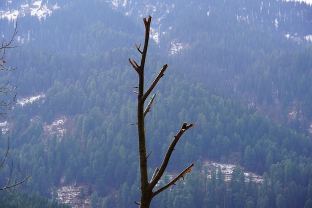 Berge Bilder High Definition mit einem Baum