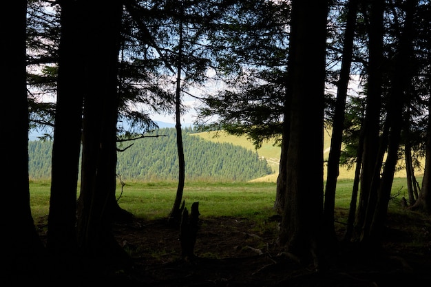 Berge Hügellandschaft an einem sonnigen Tag mit Wolken des blauen Himmels. Dunkle Herbstbäume. Wald im Sommer. Wandern in wilden Bergen. Abenteuer lokales Reisekonzept.