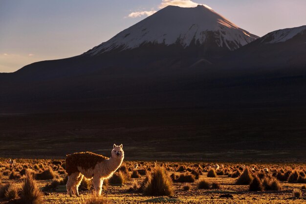 Berge in Bolivien