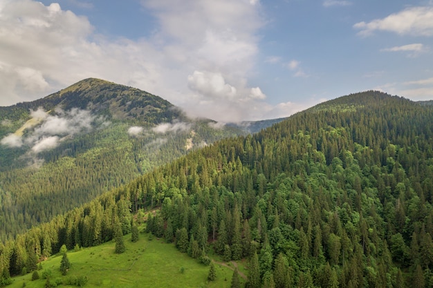 Berge mit immergrünen Kiefernwald bedeckt