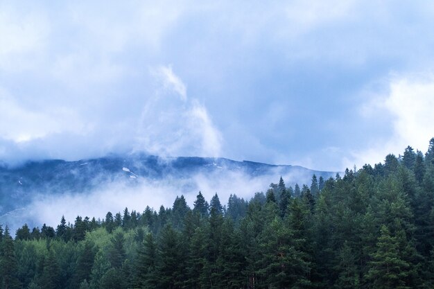 Berge und Wald in Wolken und Nebel