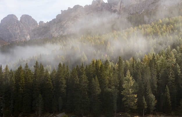 Berge und Wald, umgeben von Wolken