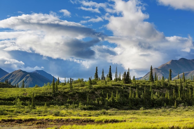 Berge von Alaska im Sommer