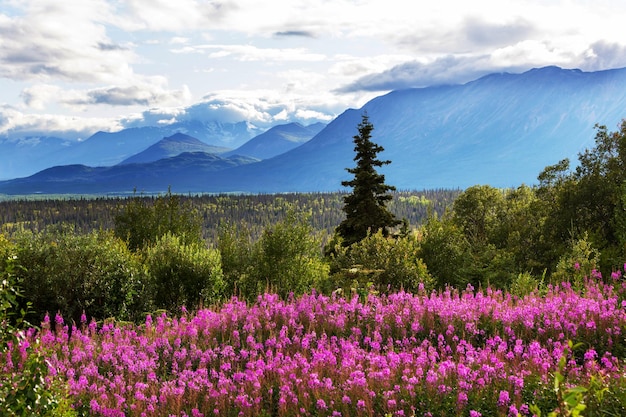 Berge von Alaska im Sommer