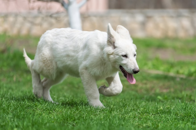 Berger blanc suisse. cão pastor alemão branco na grama