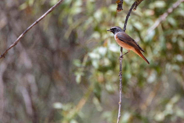 Bergfink Fringilla Montifringilla Cordoba Spanien