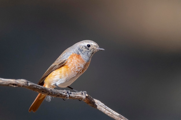 Bergfink Fringilla Montifringilla Cordoba Spanien