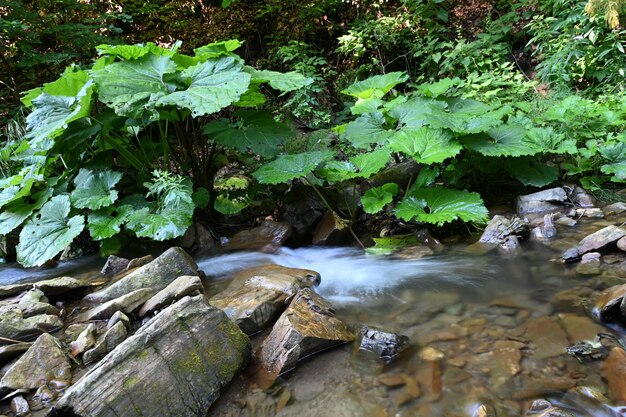 Foto bergfluss, der durch steine fließt wasser und steine