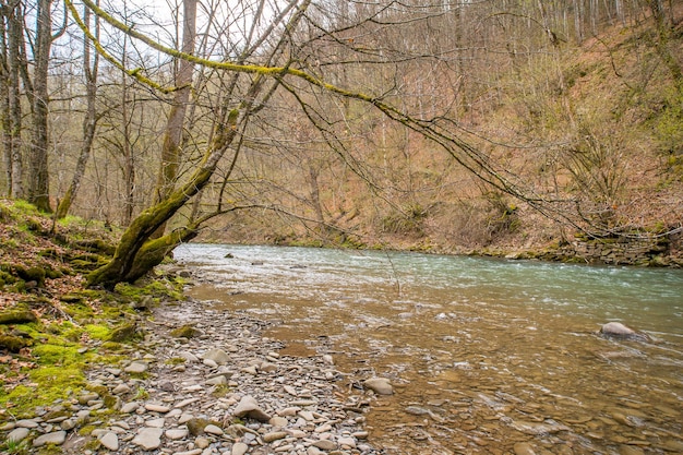 Bergfluss fließt im Frühjahr in der Nähe des Waldes