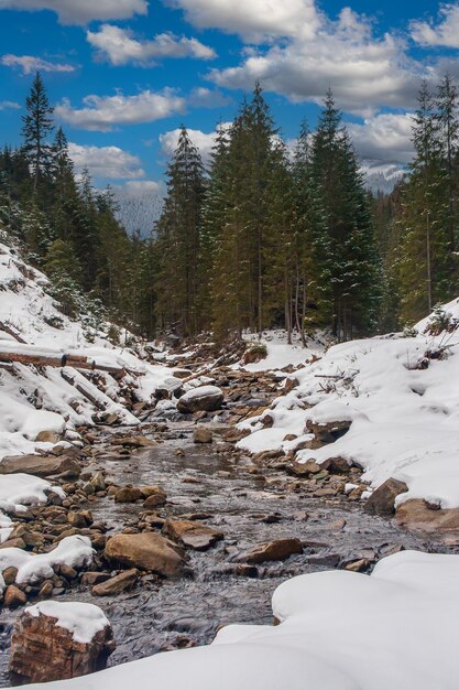 Foto bergfluss in den karpaten hochwertiges foto