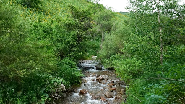 Bergfluss in einem Wald