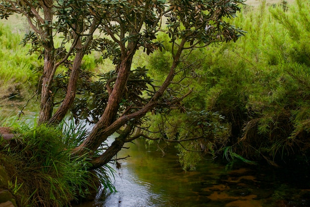 Bergfluss und Bäume