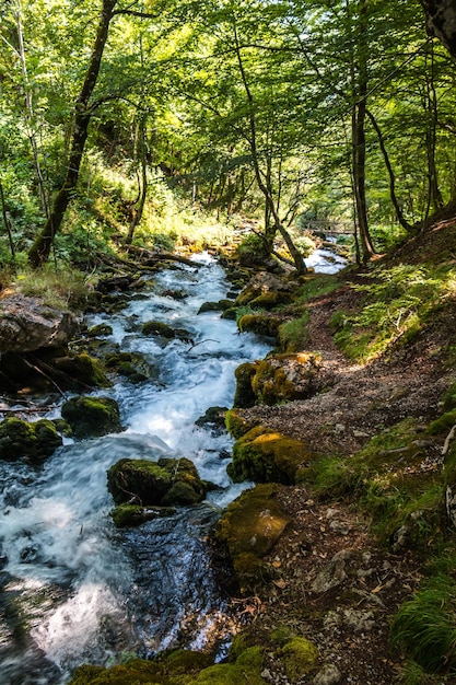 Bergfluss und Wasserfall im Wald in Montenegro schöne Landschaft Natur