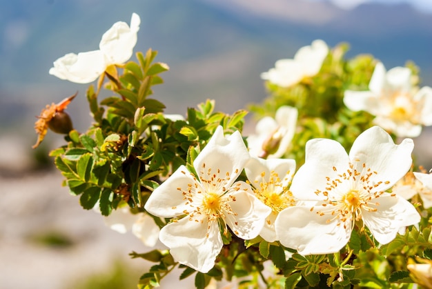 Bergfrühlingsblumen der Himalaya-Region