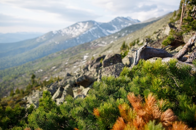 Berggipfel der Adler, bewachsen mit Nadelwald und einer Lichtung.