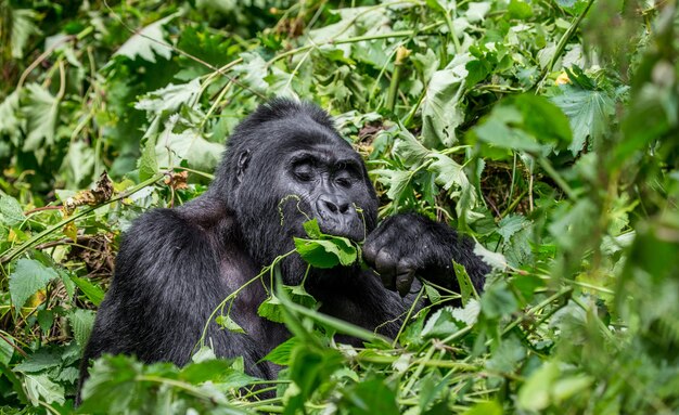 Berggorilla frisst Pflanzen. Uganda. Bwindi Impenetrable Forest National Park.