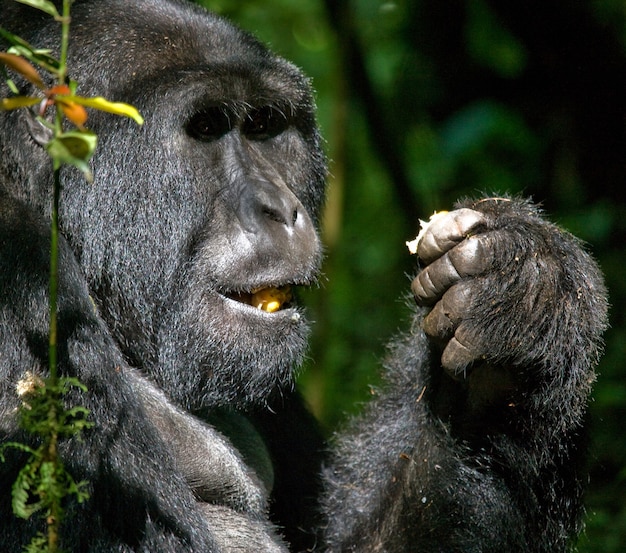 Berggorilla frisst Pflanzen. Uganda. Bwindi Impenetrable Forest National Park.