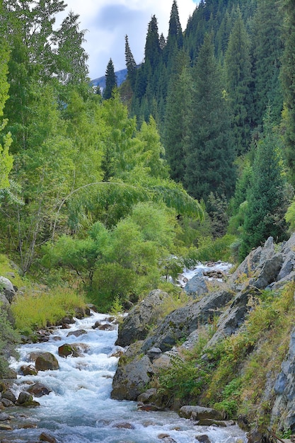 Bergherbstlandschaft mit Tannenbäumen