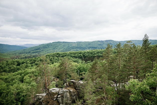 Bergkiefern und Laubwaldlandschaft