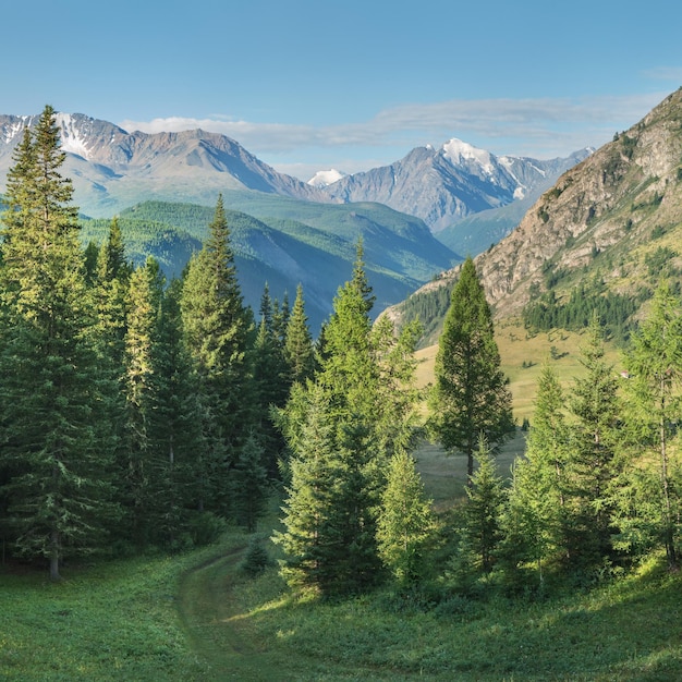 Berglandschaft an einem Sommertag grüne Wälder