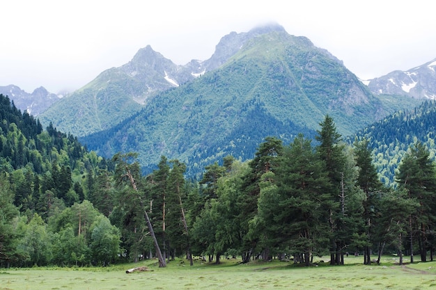 Berglandschaft der Kaukasus ist von Pinien umgeben