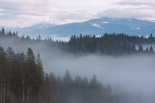 Berglandschaft im Winter. Tannenwald und Nebel. Bewölkter Tag. Karpaten-Ukraine, Europa. Kunstbearbeitung von Fotos. Geringer Kontrast und Farbtonung