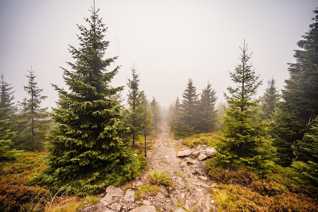 Berglandschaft in Jeseniky Blick auf die Bergkette vom Wanderweg auf dem Gipfel des kleinen Jezernik vom Cernohorske-Sattel Ein Weg für Wanderer durch das Moor