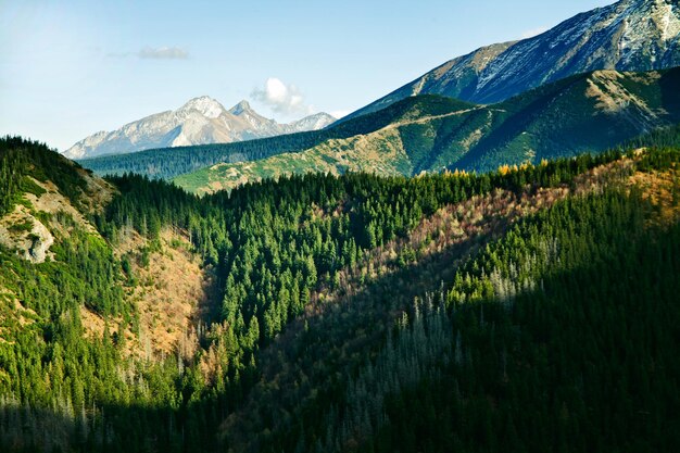 Berglandschaft mit Bäumen