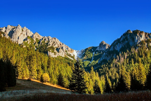 Berglandschaft mit Baumwald