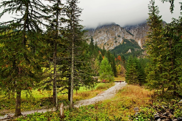 Berglandschaft mit Baumwald