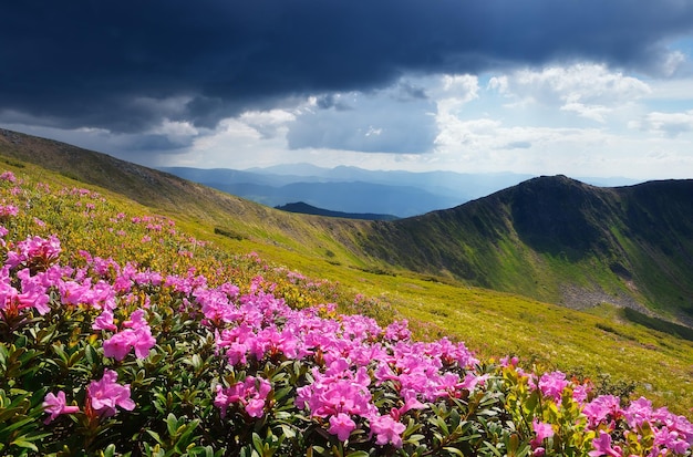 Berglandschaft mit blühender Wiese. Rosa Rhododendronblüten. Stürmischer Himmel über dem Grat. Karpaten, Ukraine