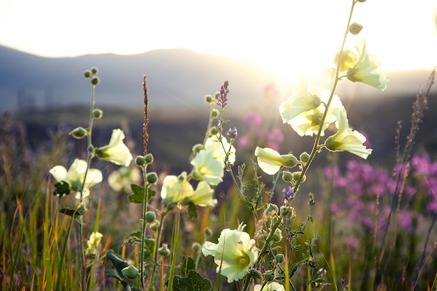 Berglandschaft mit Blumen bei Sonnenuntergang