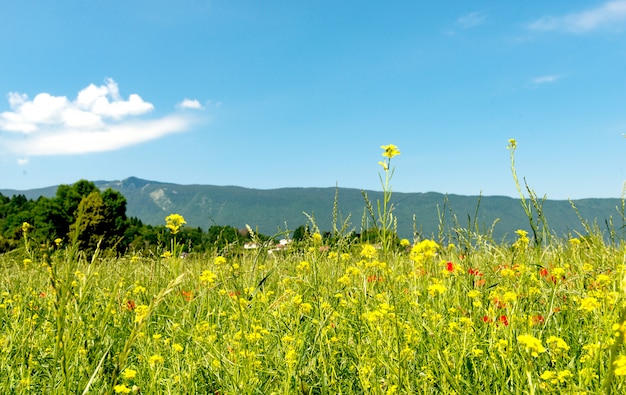 Berglandschaft mit Blumen